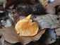 Narancsvörös rókagomba (Cantharellus friesii), Zemplén
